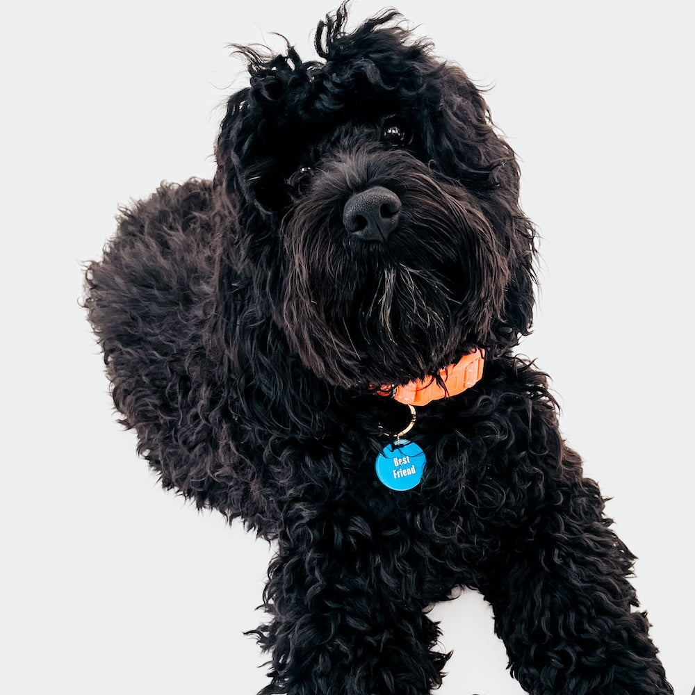 Gus & Co - Dog Tag and Keychain Set
