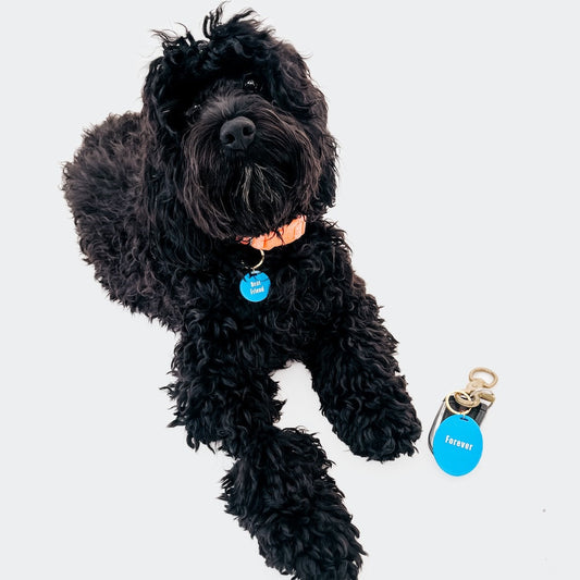 Gus & Co - Dog Tag and Keychain Set